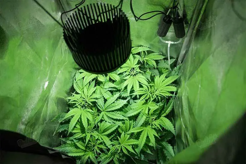 When To Start Flowering