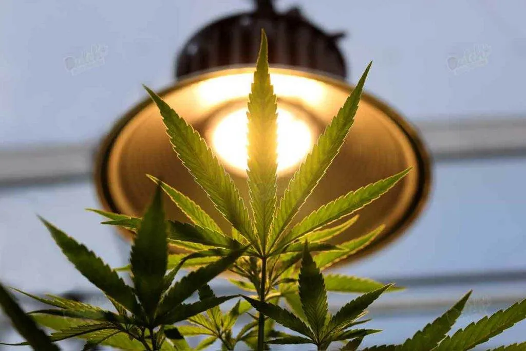 Which Lights To Use, CFL or LED