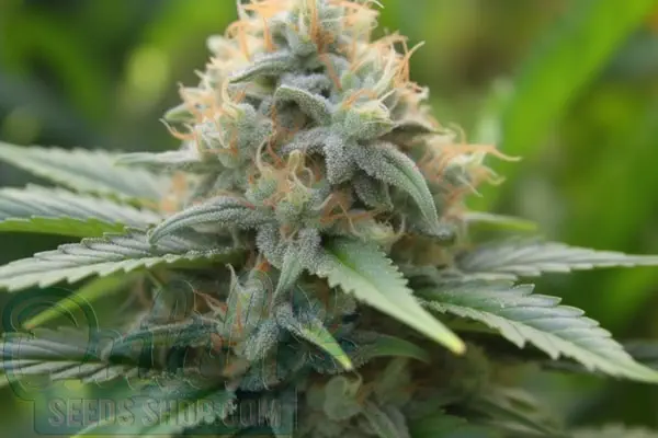White Berry Strain Origin