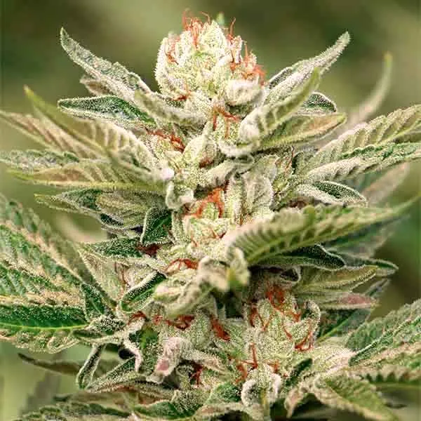 White Fire OG Seeds Feminized