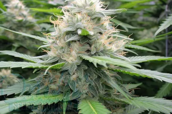 White LSD Autoflower Strain Origin