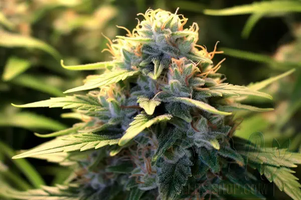 White Queen Strain Origin
