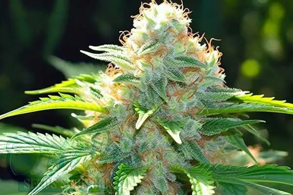 White Rhino Strain Origin