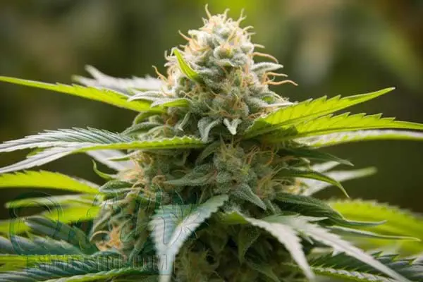 White Rose Strain Origin