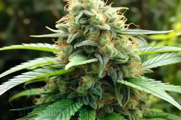 Buy White Russian Feminized Cannabis Seeds For Sale - DSS