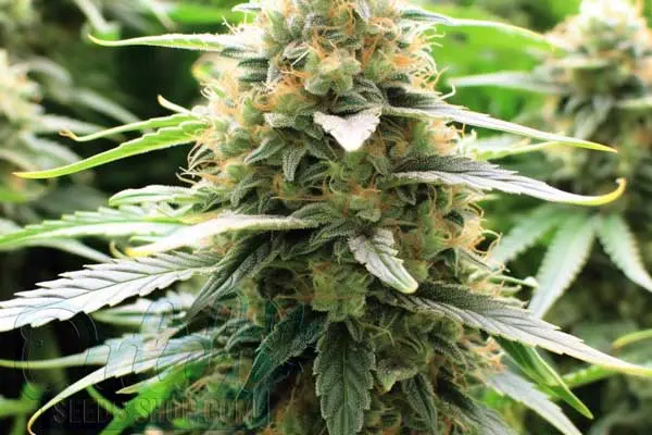 White Widow Autoflower Strain Origin