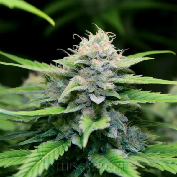White Widow Feminized Seeds