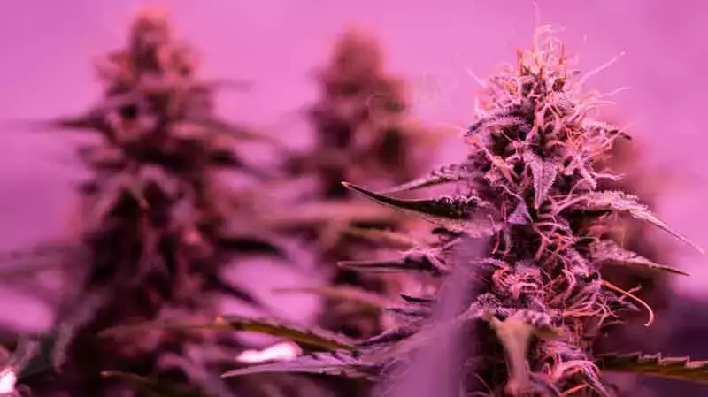 Yield of Autoflowering Strains