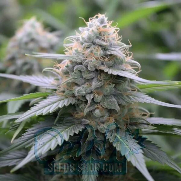 Zkittlez Feminized Seeds