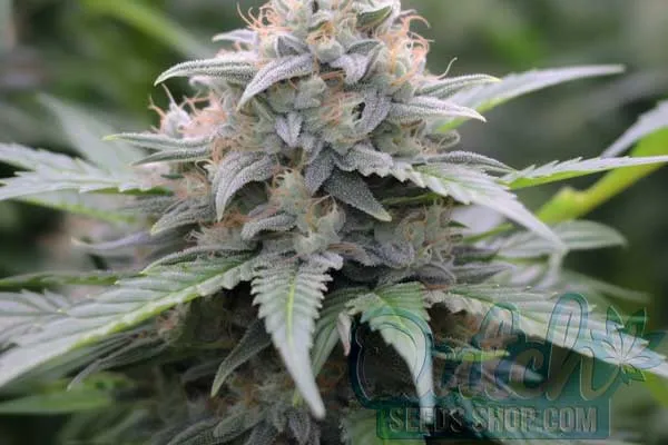 Zkittlez Strain Origin