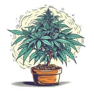 Autoflowering Seeds: An Easy Growth Option