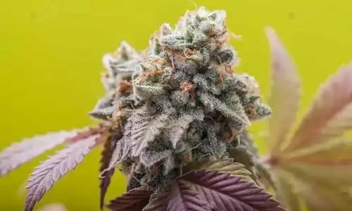 Bubblegum
