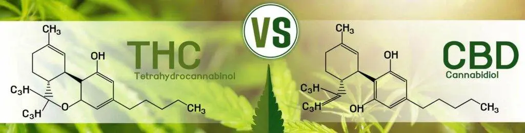 Cannabinoids - THC and CBD