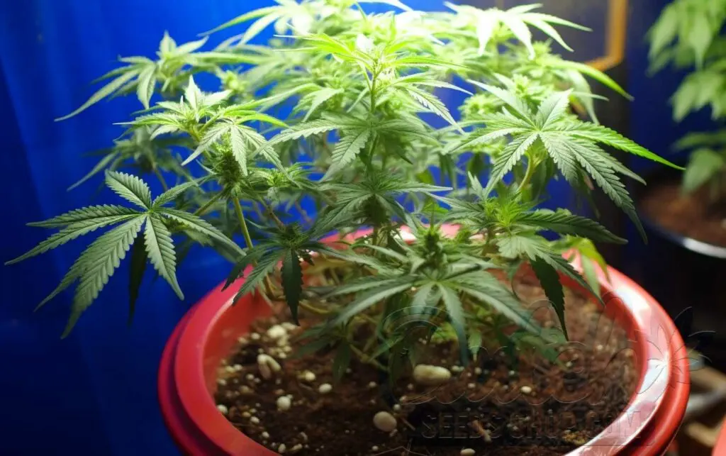 Caring for Indoor-Grown Godfather OG