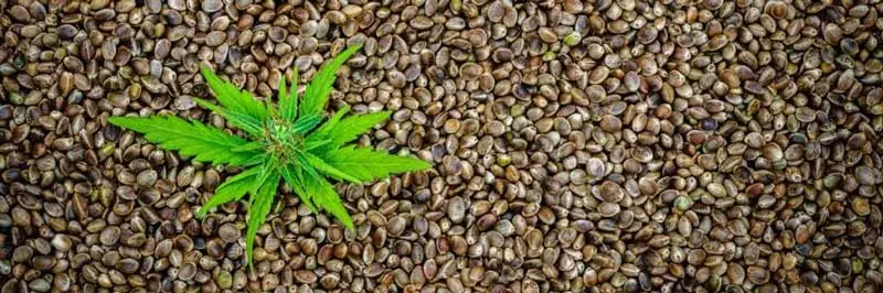 Buy Cheap Autoflowering Seeds With Fast Delivery