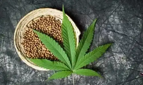 Feminized Seeds vs Regular