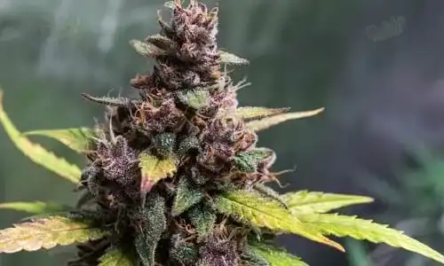 Grand Daddy Purple