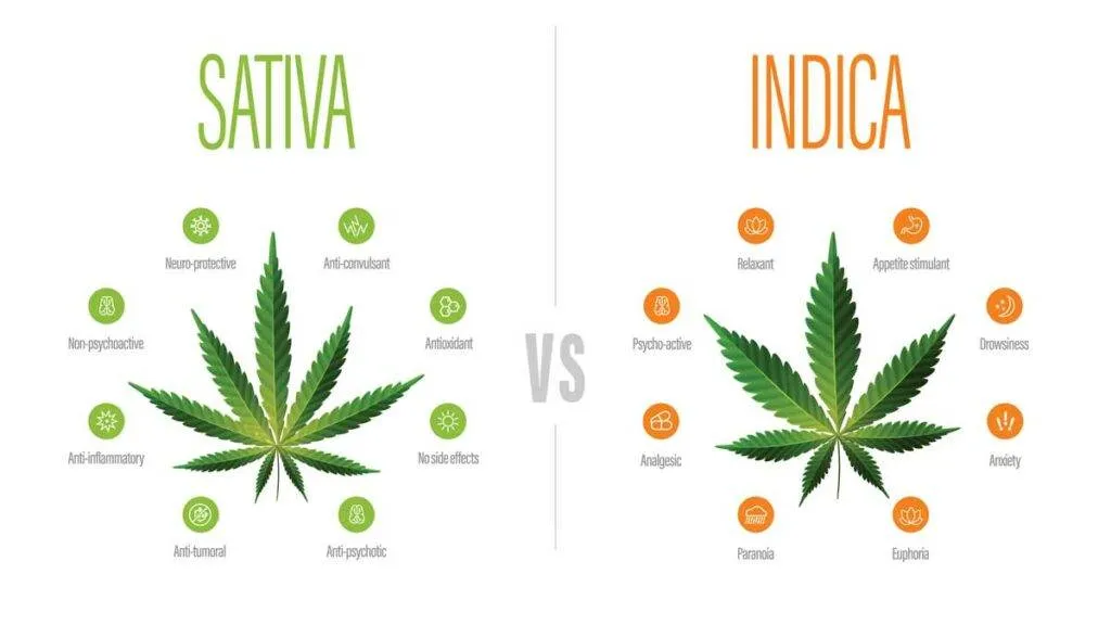 Indica, Sativa, or Hybrid: Understanding the Difference