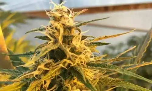 Pineapple Chunk