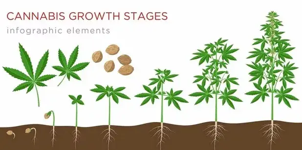Pros and Cons of Feminized Cannabis Seeds