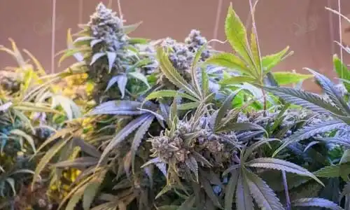 Purple Haze