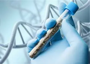 Selecting the Right Strain for You
