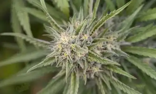 Sour Diesel