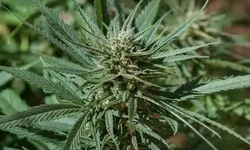 Strawberry Cough