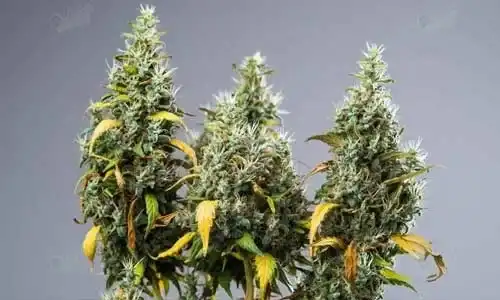 Super Lemon Haze
