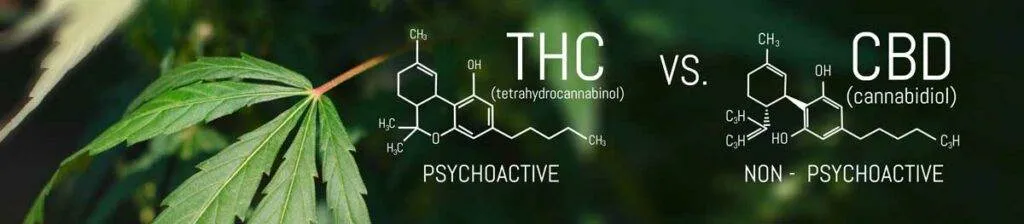 THC or CBD: Deciding on Your Preference