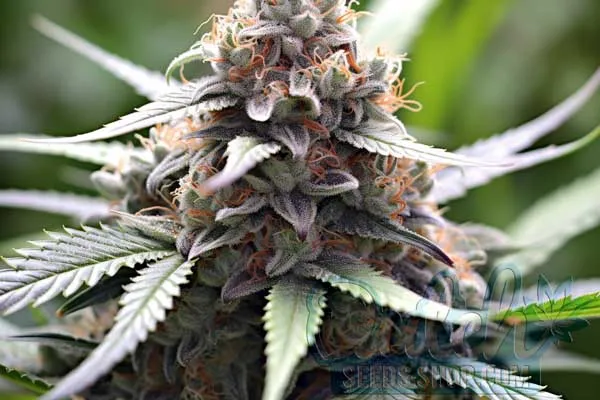 Benefits of Outdoor Growing