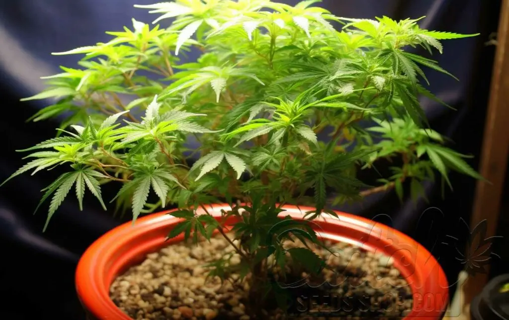 Caring for Indoor-Grown New York Power Diesel