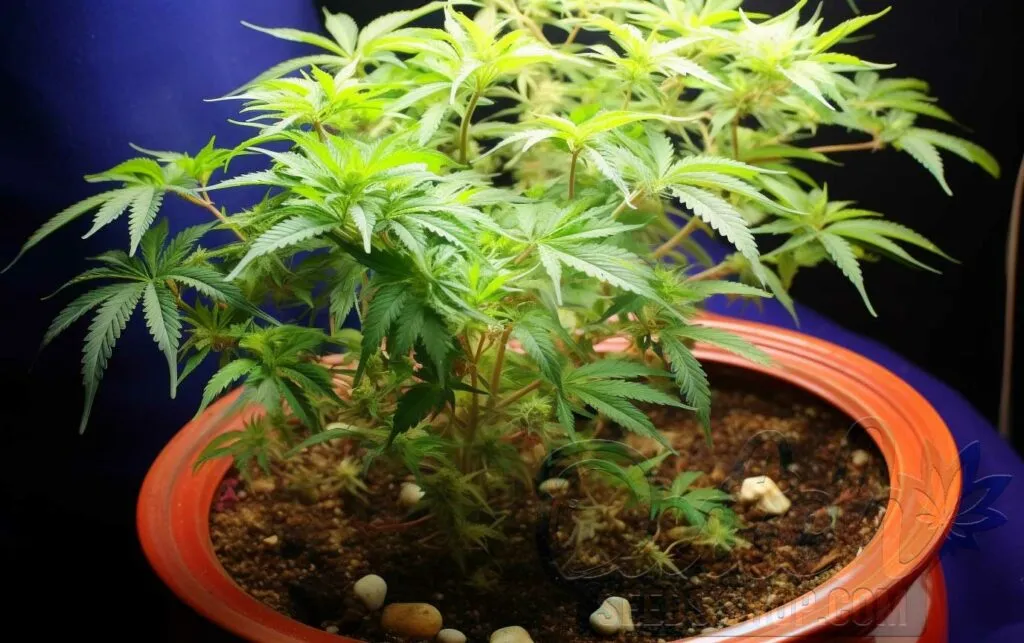 Growing Mediums and Containers