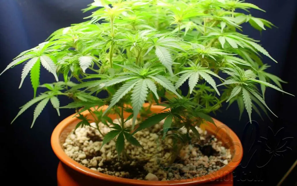 Growing Mediums and Containers