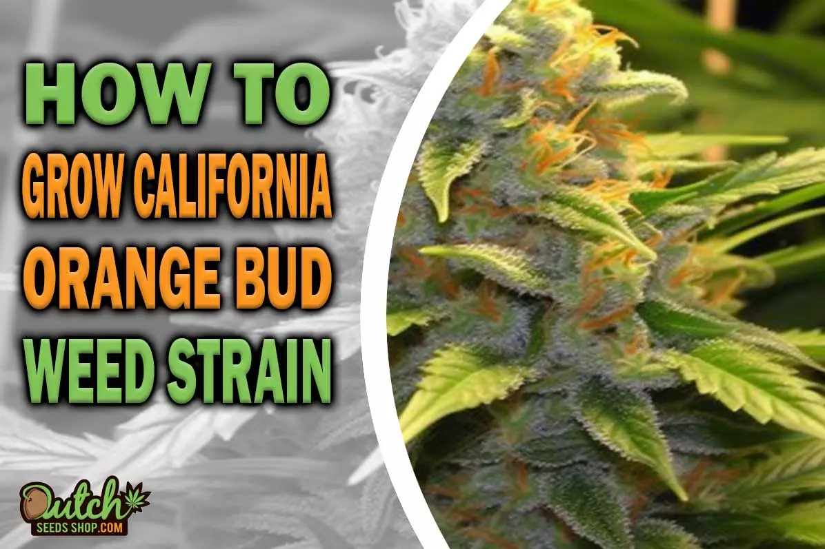 How to Grow California Orange Bud Strain