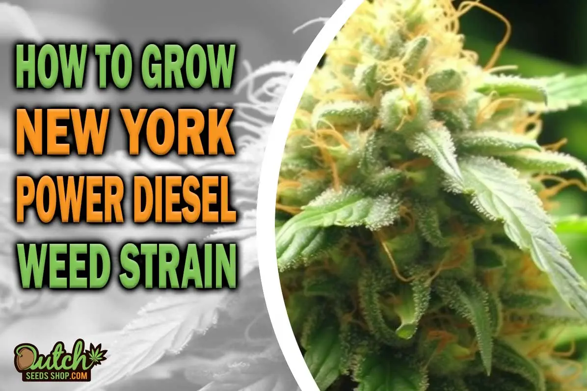 How to Grow New York Power Diesel Strain