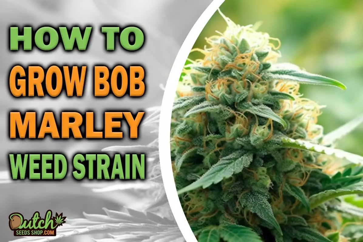 How to Grow Bob Marley Strain