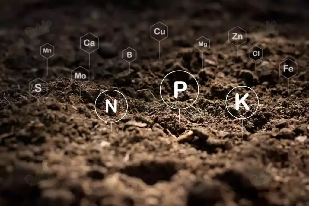 Selecting and Preparing Soil