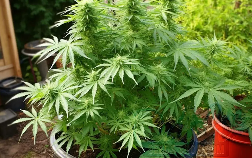 Amnesia Haze Outdoor Growing