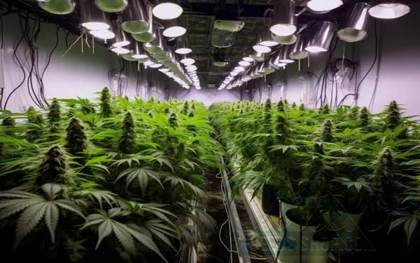 Benefits of Indoor Growing