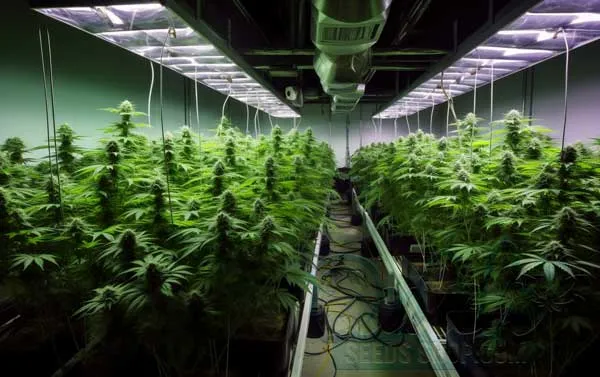 Benefits of Indoor Growing