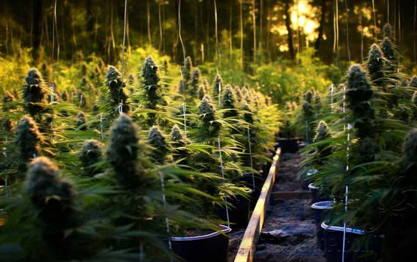 Benefits of Outdoor Growing