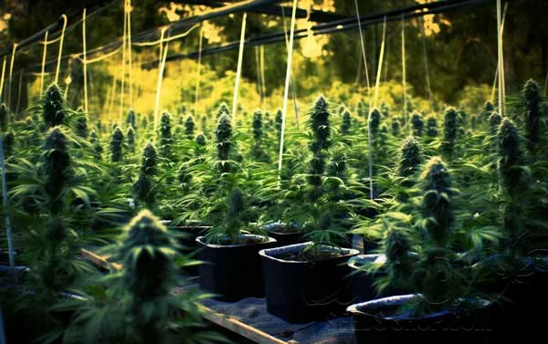 Benefits of Outdoor Growing