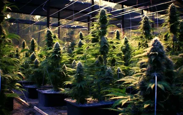 Benefits of Outdoor Growing