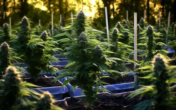 Benefits of Outdoor Growing