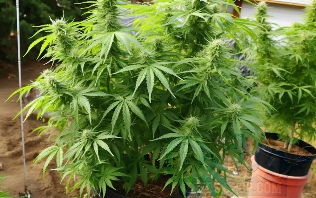 Benefits of Outdoor Growing