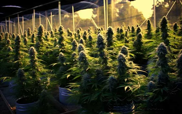 Benefits of Outdoor Growing