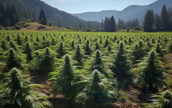 Benefits of Outdoor Growing