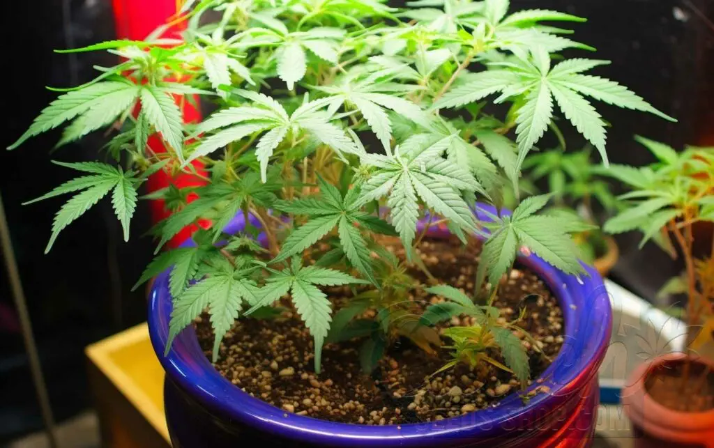 Caring for Indoor-Grown Freezeland
