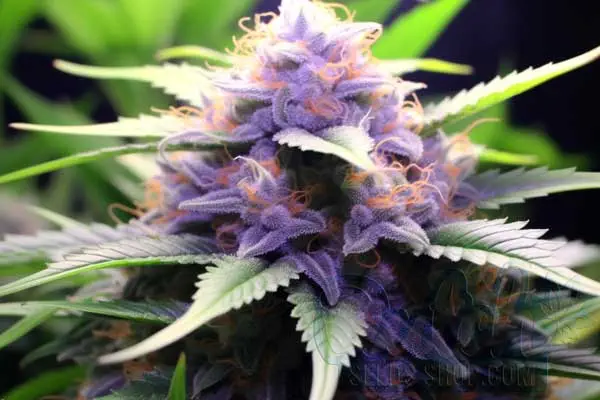 Flowering Time and Yield of Blue Cheese Seeds